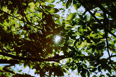 Low angle view of tree against sky