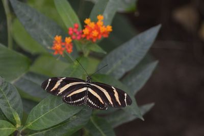 Close-up of butterfly pollinating on flower