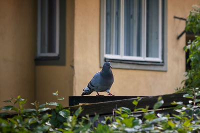 Bird perching on a building