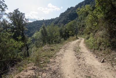 Dirt road amidst trees and plants against sky