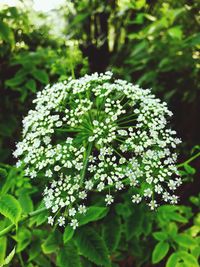 Close-up of white flowers