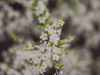 Close-up of apple blossoms in spring