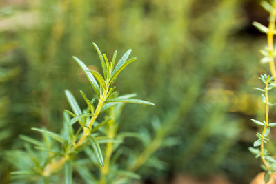 Close-up of fresh green plant