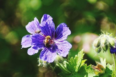 Close-up of bee pollinating on purple flower