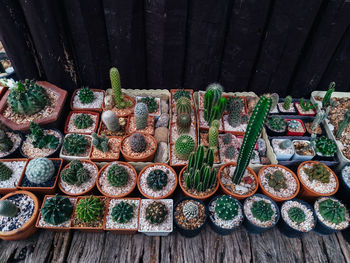 Cactus on wooden background, cactus in pot background