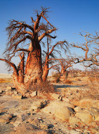 Bare tree against clear sky