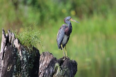 Bird perching on wooden post