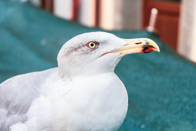 Close-up of seagull