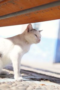 Close-up of a cat