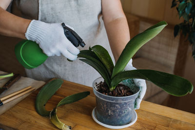Orchid care, how to cut an orchid leaf. removing a damaged orchid phalaenopsis flower leaves