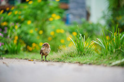 Bird on a footpath
