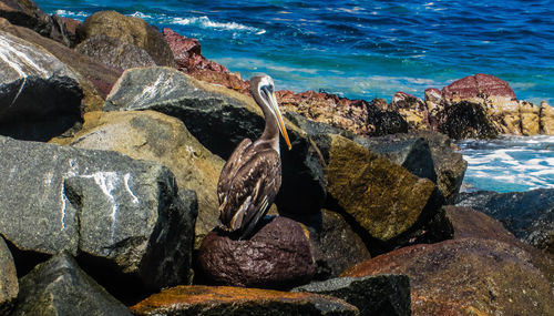 Pelican perching on rocky shore