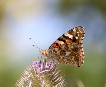 Close-up of butterfly on flower