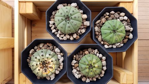 High angle view of succulent plant on table