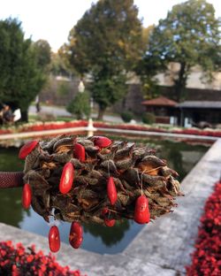 Close-up of red berries growing on tree