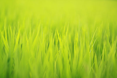 Close-up of plant growing on field