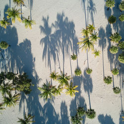 High angle view of palm trees on beach