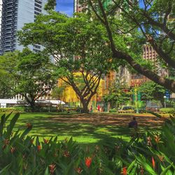 Trees in park