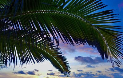 Low angle view of palm tree against sky