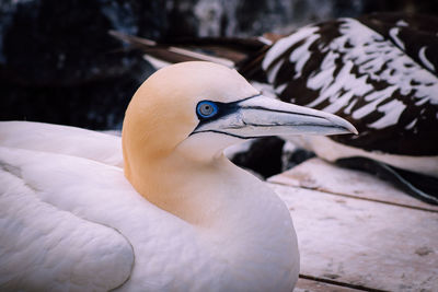 Close-up of a bird