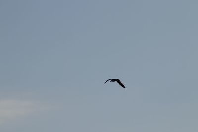 Low angle view of bird flying in sky
