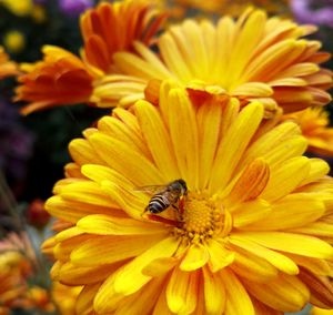 Close-up of bee on yellow flower