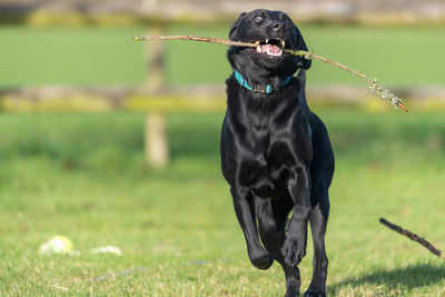 Black dog looking away on field