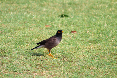 Bird perching on grass