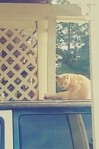 Cat looking away