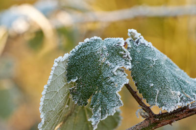 Close-up of frozen leaves