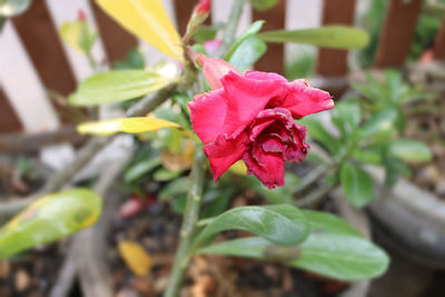 Close-up of red rose