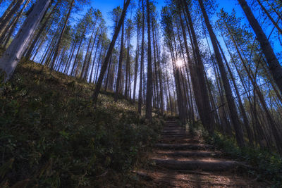 Low angle view of trees in forest against sky