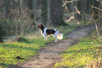 Dog running in a field