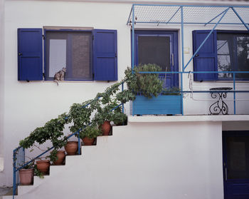 Potted plant on balcony of building