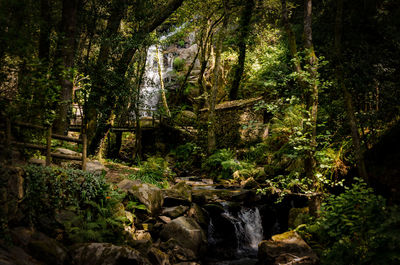 View of waterfall in forest