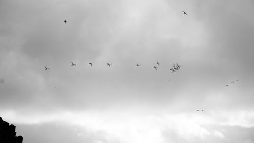 Low angle view of birds flying in sky