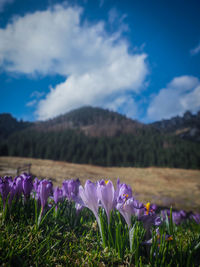 Purple crocus flowers on field against sky