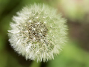 Close-up of dandelion