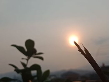 Close-up of silhouette plant against sky during sunset