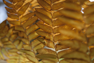 Close-up of autumn leaves