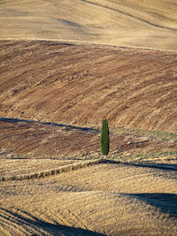 Tire tracks on field