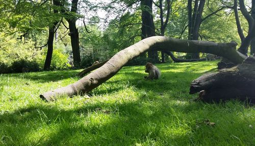 Trees growing on grassy field