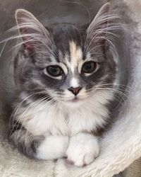 Close-up portrait of cat