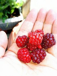 Close-up of strawberries