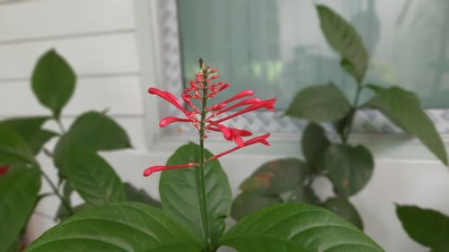 Close-up of red flowering plant