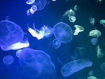 Close-up of jellyfish in sea