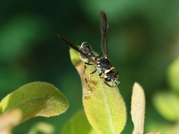 Close-up of insect on plant