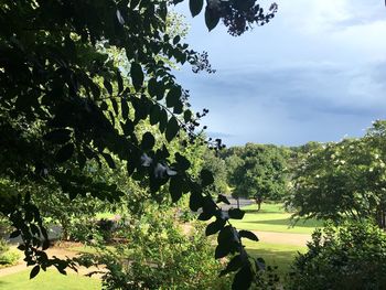 Trees growing in a park