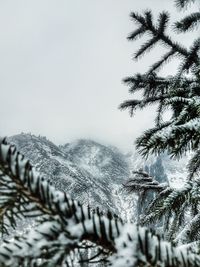 Pine trees on snowcapped mountains against sky