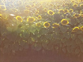 Full frame shot of yellow flowers